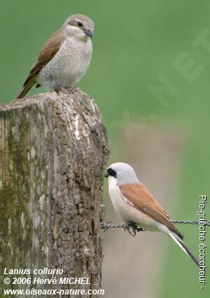 Red-backed Shrike adult breeding