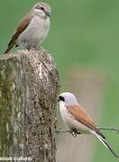 Red-backed Shrike