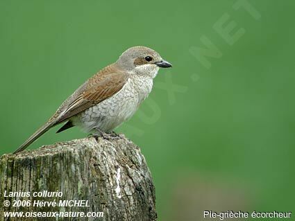 Red-backed Shrike female adult breeding