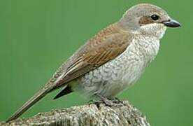 Red-backed Shrike