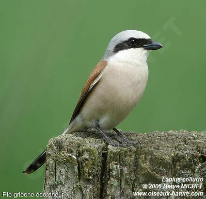 Red-backed Shrike male adult breeding