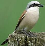 Red-backed Shrike