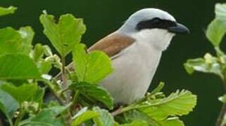 Red-backed Shrike