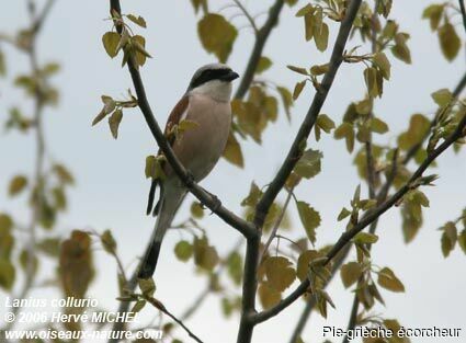 Red-backed Shrike male adult breeding