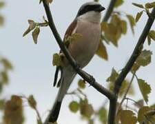 Red-backed Shrike