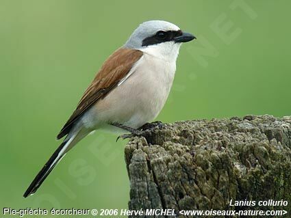 Red-backed Shrike male adult breeding