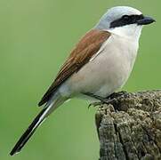 Red-backed Shrike