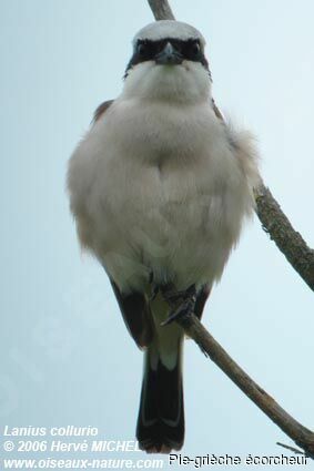 Red-backed Shrike male adult breeding