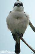 Red-backed Shrike