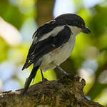 Pie-grièche fiscale