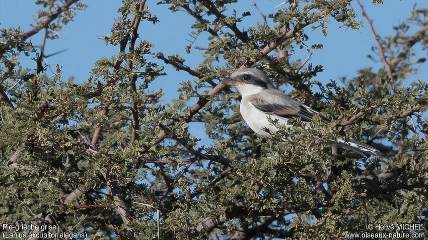 Great Grey Shrikejuvenile