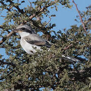 Great Grey Shrike