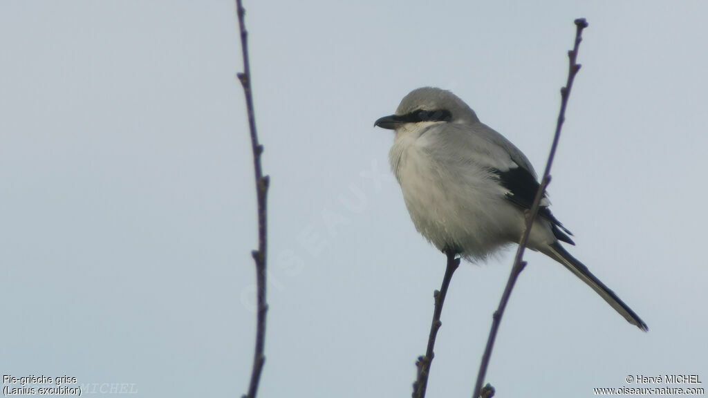 Great Grey Shrike