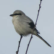 Great Grey Shrike