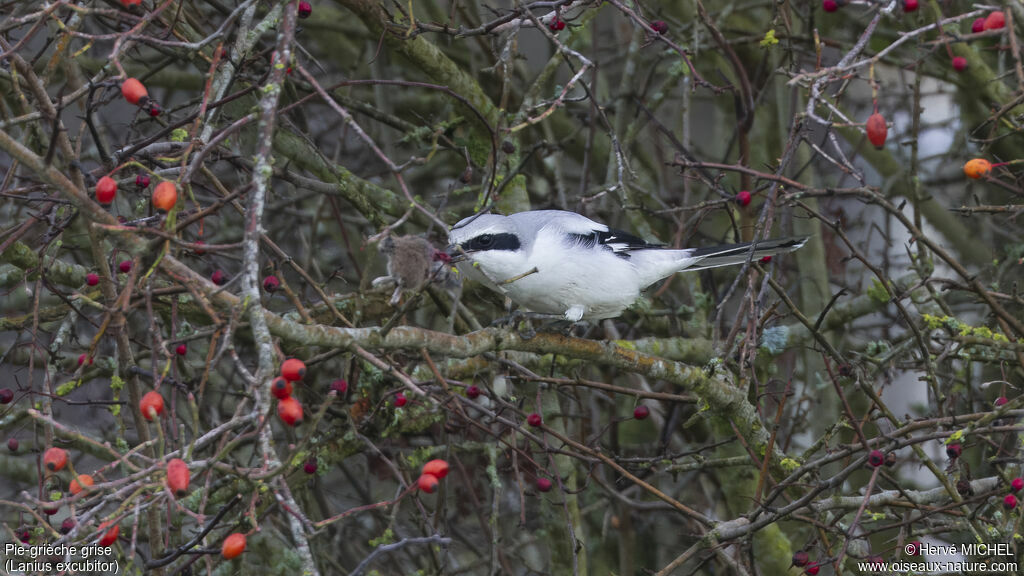 Great Grey Shrike