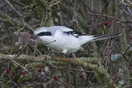 Great Grey Shrike