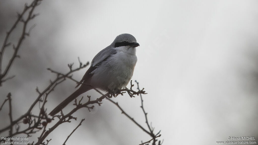 Great Grey Shrike