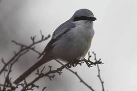 Great Grey Shrike