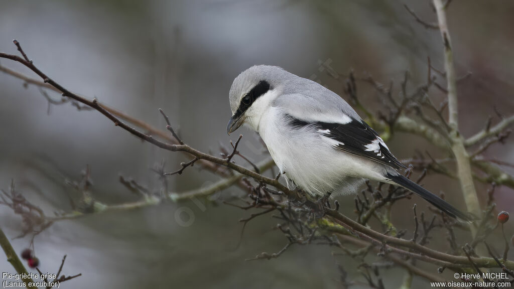 Great Grey Shrike