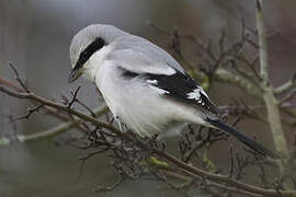 Great Grey Shrike