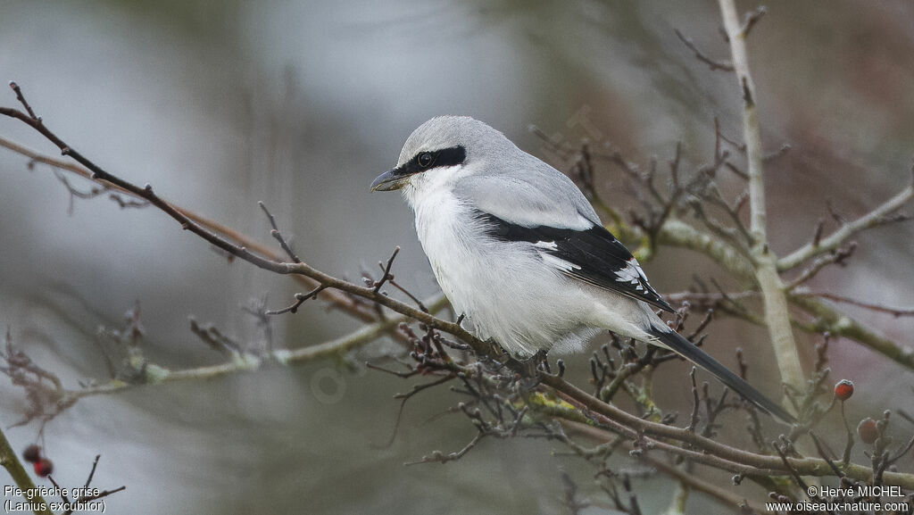 Great Grey Shrike