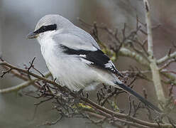 Great Grey Shrike