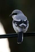 Great Grey Shrike