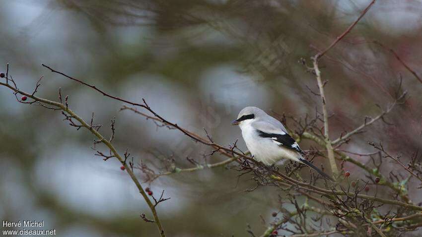 Great Grey Shrike