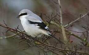 Great Grey Shrike