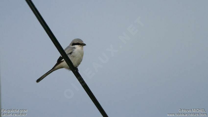 Great Grey Shrike