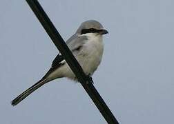 Great Grey Shrike