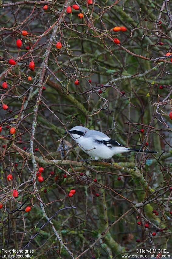 Great Grey Shrike