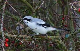 Great Grey Shrike