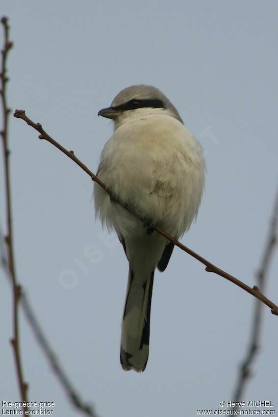 Great Grey Shrike