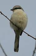 Great Grey Shrike