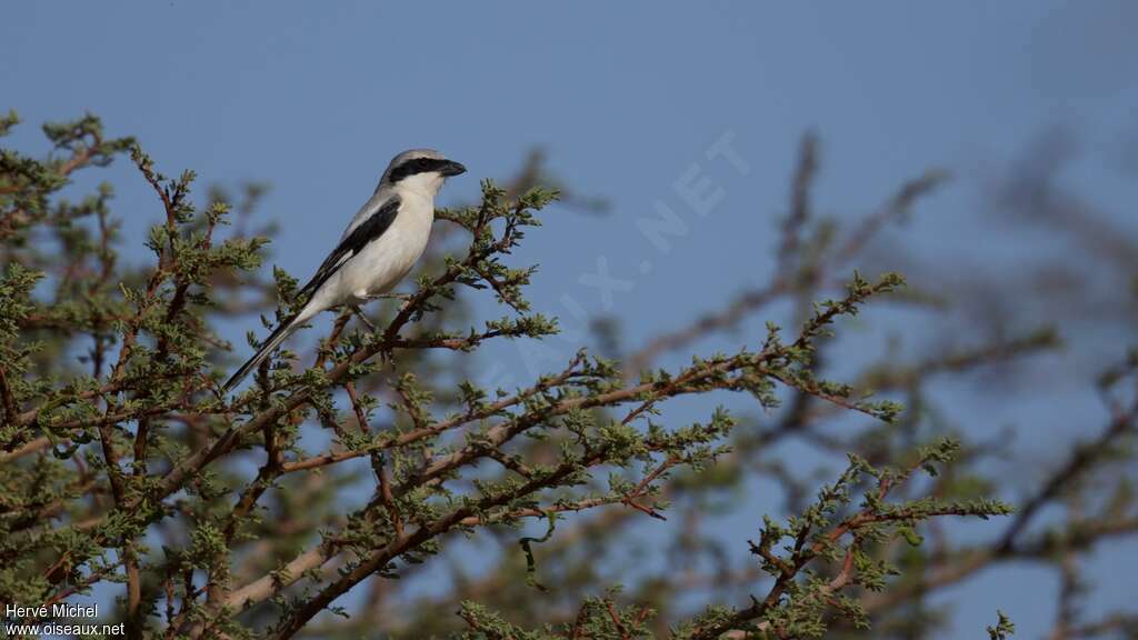 Great Grey Shrikeadult, habitat, Behaviour