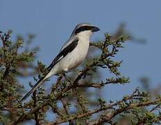 Great Grey Shrike