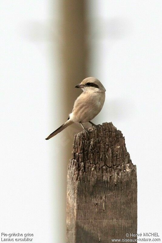 Pie-grièche grise, identification