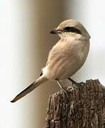 Great Grey Shrike