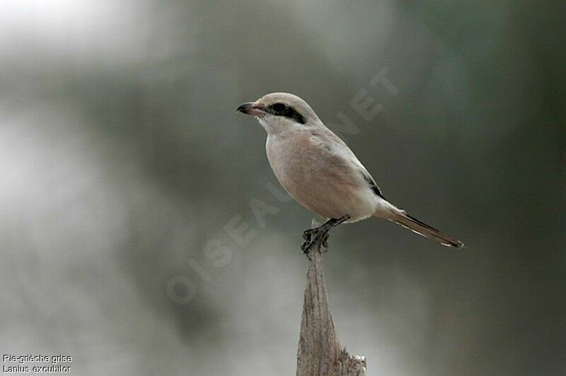 Pie-grièche grise, identification