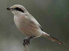 Great Grey Shrike