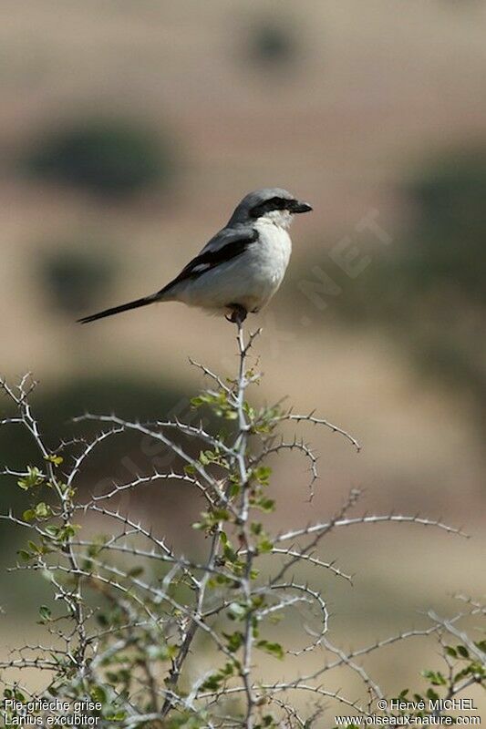 Great Grey Shrikeadult