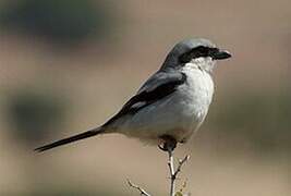 Great Grey Shrike