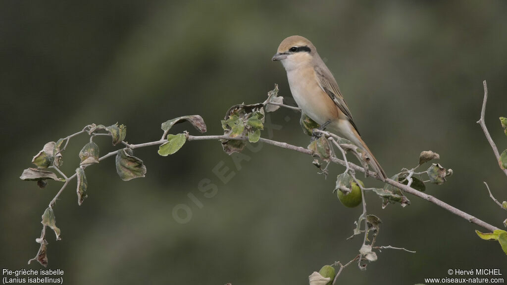 Isabelline Shrikeadult, identification