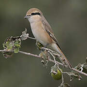 Isabelline Shrike