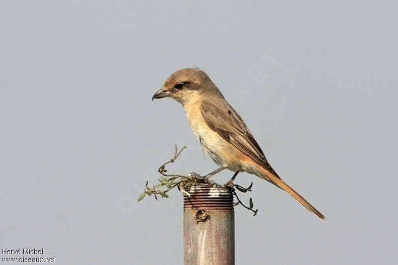 Isabelline Shrike female adult post breeding, identification