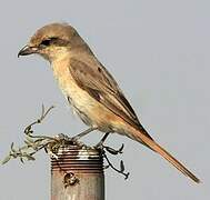 Isabelline Shrike