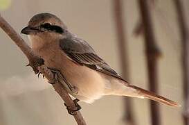 Isabelline Shrike