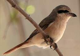 Isabelline Shrike