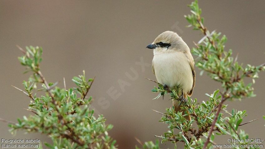 Isabelline Shrikeadult breeding